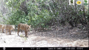Câmera flagra registro inédito de família de onças-pintadas no Parque Nacional da Serra da Capivara